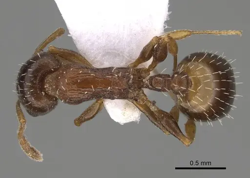 Temnothorax minotaurosi specimen CASENT0845922 image casent0845922_1