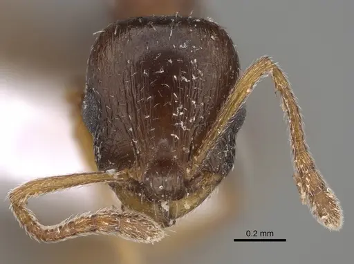 Temnothorax minotaurosi specimen CASENT0845922 image casent0845922_2
