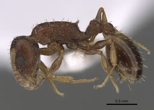 Temnothorax minotaurosi specimen CASENT0845922 image casent0845922_3