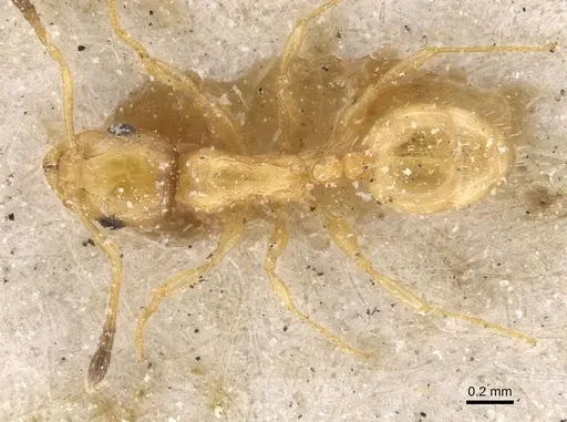 Temnothorax minozzii specimen CASENT0912964 image casent0912964_1