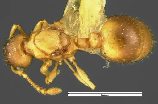 Temnothorax minutissimus specimen CASENT0105620 image casent0105620_1