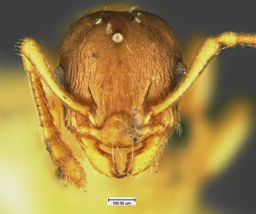Temnothorax minutissimus specimen CASENT0105620 image casent0105620_2