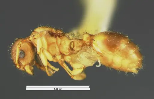 Temnothorax minutissimus specimen CASENT0105620 image casent0105620_3
