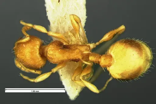 Temnothorax minutissimus specimen CASENT0105621 image casent0105621_1
