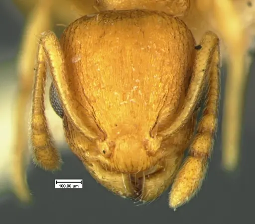 Temnothorax minutissimus specimen CASENT0105621 image casent0105621_2