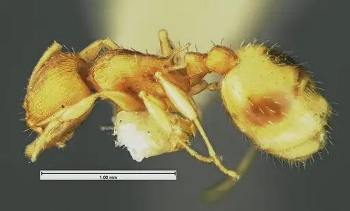 Temnothorax minutissimus specimen CASENT0105621 image casent0105621_3