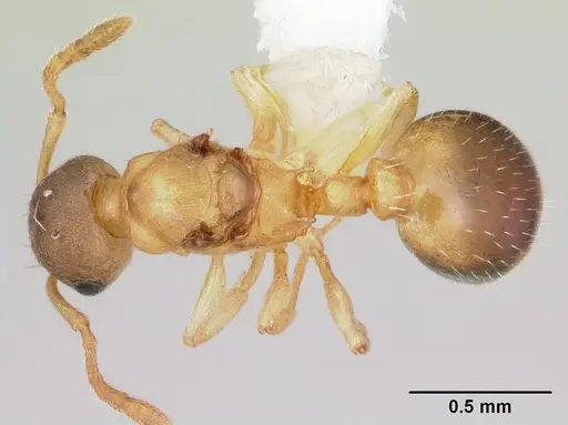 Temnothorax minutissimus specimen CASENT0172598 image casent0172598_1