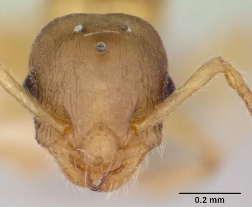 Temnothorax minutissimus specimen CASENT0172598 image casent0172598_2