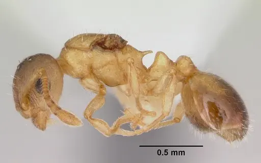 Temnothorax minutissimus specimen CASENT0172598 image casent0172598_3