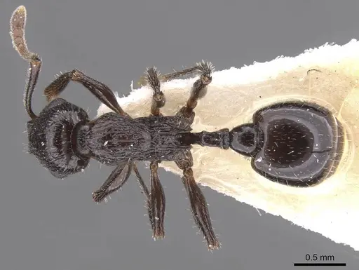 Temnothorax mirabilis specimen CASENT0912965 image casent0912965_1