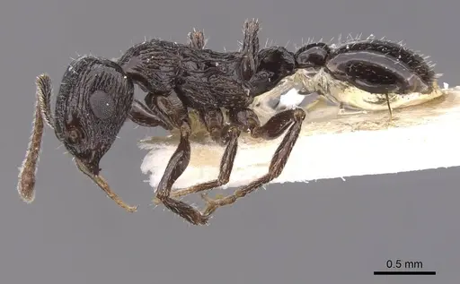 Temnothorax mirabilis specimen CASENT0912965 image casent0912965_3