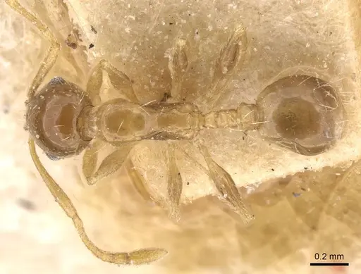 Temnothorax miserabilis specimen CASENT0912966 image casent0912966_1