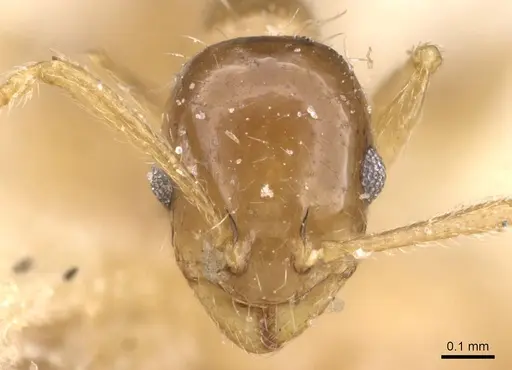 Temnothorax miserabilis specimen CASENT0912966 image casent0912966_2