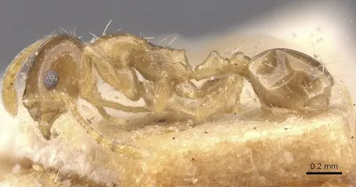 Temnothorax miserabilis specimen CASENT0912966 image casent0912966_3