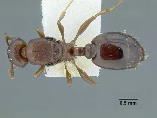 Temnothorax misomoschus specimen LACMENT323429 image lacment323429_1