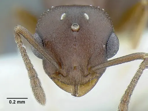 Temnothorax misomoschus specimen LACMENT323429 image lacment323429_2