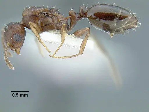 Temnothorax misomoschus specimen LACMENT323429 image lacment323429_3