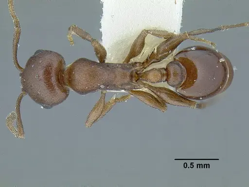 Temnothorax misomoschus specimen LACMENT323430 image lacment323430_1