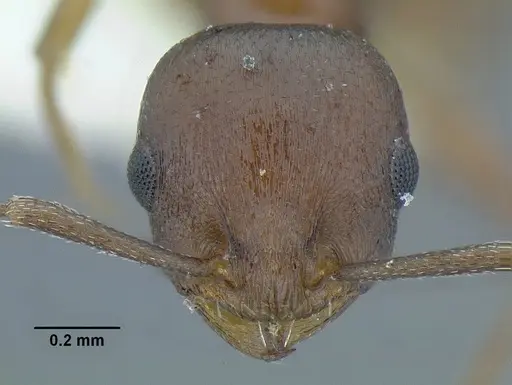 Temnothorax misomoschus specimen LACMENT323430 image lacment323430_2