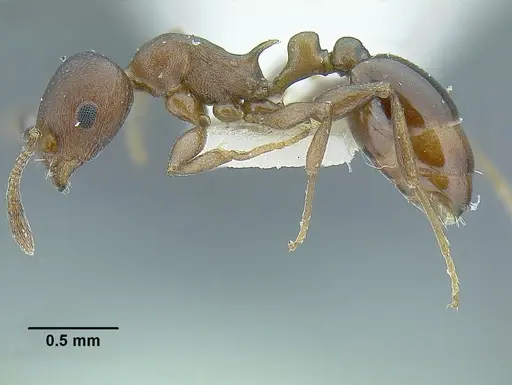 Temnothorax misomoschus specimen LACMENT323430 image lacment323430_3