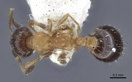 Temnothorax mongolicus specimen CASENT0916693 image casent0916693_1