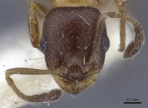 Temnothorax mongolicus specimen CASENT0916693 image casent0916693_2