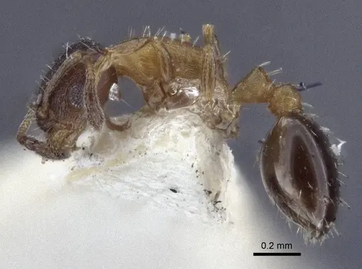 Temnothorax mongolicus specimen CASENT0916693 image casent0916693_3