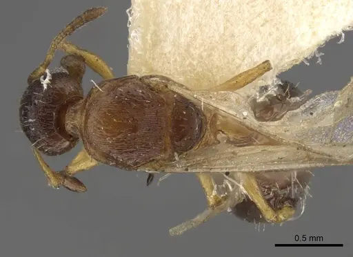 Temnothorax mongolicus specimen CASENT0917461 image casent0917461_1