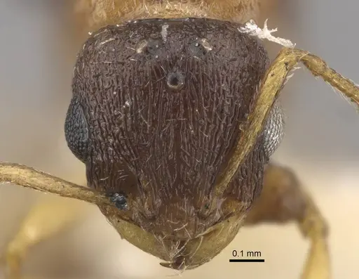 Temnothorax mongolicus specimen CASENT0917461 image casent0917461_2
