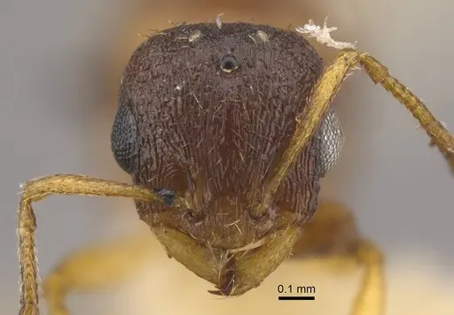 Temnothorax mongolicus specimen CASENT0917461 image casent0917461_3