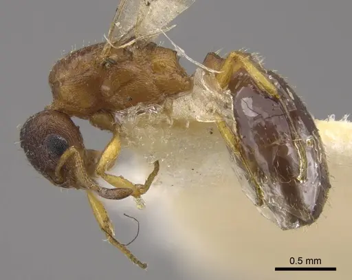 Temnothorax mongolicus specimen CASENT0917461 image casent0917461_4