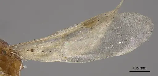 Temnothorax mongolicus specimen CASENT0917461 image casent0917461_5