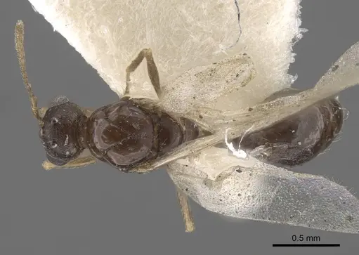 Temnothorax mongolicus specimen CASENT0917462 image casent0917462_1