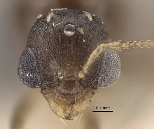 Temnothorax mongolicus specimen CASENT0917462 image casent0917462_3