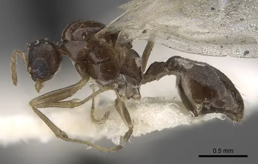 Temnothorax mongolicus specimen CASENT0917462 image casent0917462_4