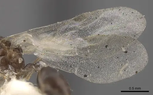 Temnothorax mongolicus specimen CASENT0917462 image casent0917462_5