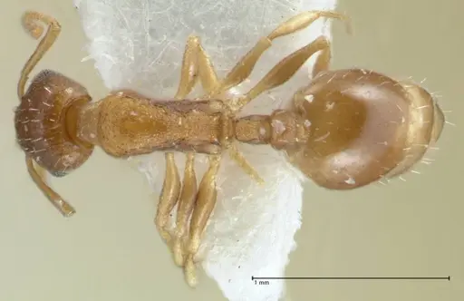 Temnothorax monjauzei specimen FOCOL1799 image focol1799_1