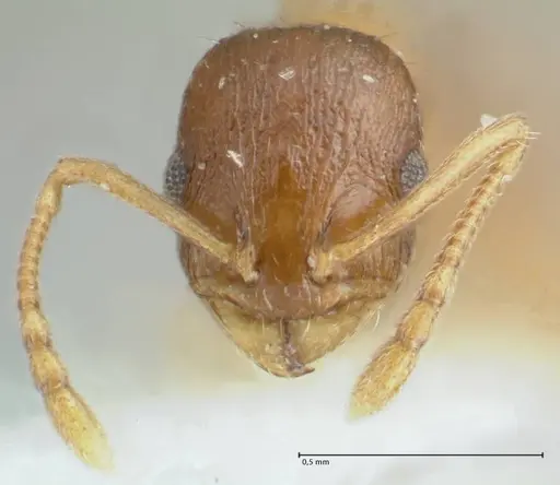 Temnothorax monjauzei specimen FOCOL1799 image focol1799_2