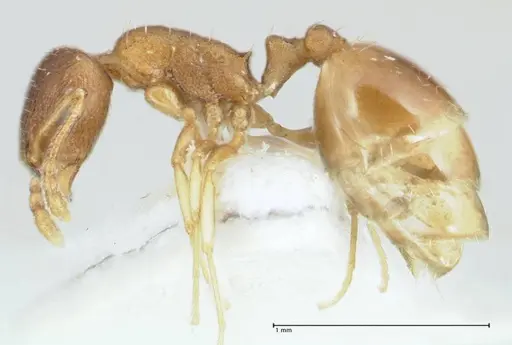 Temnothorax monjauzei specimen FOCOL1799 image focol1799_3