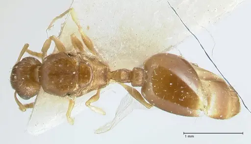 Temnothorax monjauzei specimen FOCOL1800 image focol1800_1