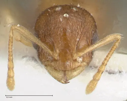 Temnothorax monjauzei specimen FOCOL1800 image focol1800_2