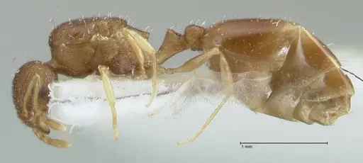 Temnothorax monjauzei specimen FOCOL1800 image focol1800_3