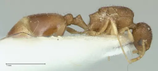Temnothorax monjauzei specimen FOCOL1800 image focol1800_4