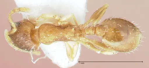 Temnothorax monjauzei specimen FOCOL1801 image focol1801_1