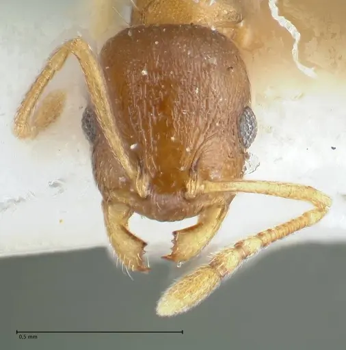 Temnothorax monjauzei specimen FOCOL1801 image focol1801_2
