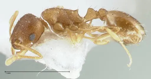 Temnothorax monjauzei specimen FOCOL1801 image focol1801_3