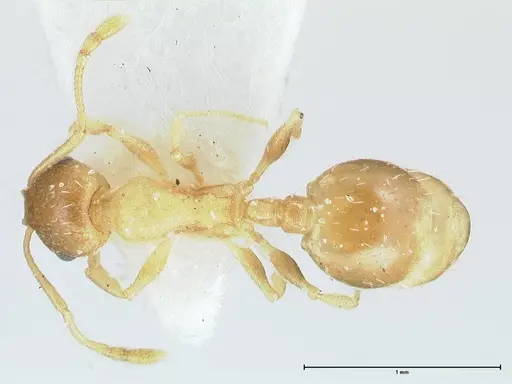 Temnothorax monjauzei specimen FOCOL1802 image focol1802_1
