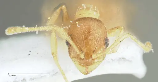 Temnothorax monjauzei specimen FOCOL1802 image focol1802_2