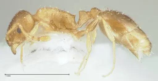 Temnothorax monjauzei specimen FOCOL1802 image focol1802_3