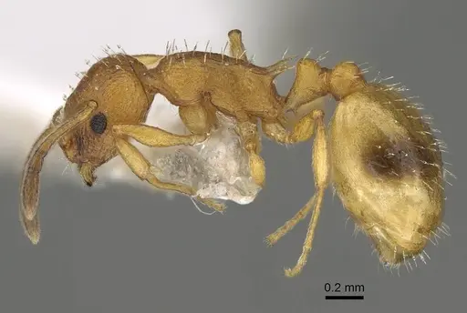 Temnothorax morea specimen CASENT0922406 image casent0922406_3